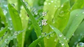 涼風(fēng)至，白露降